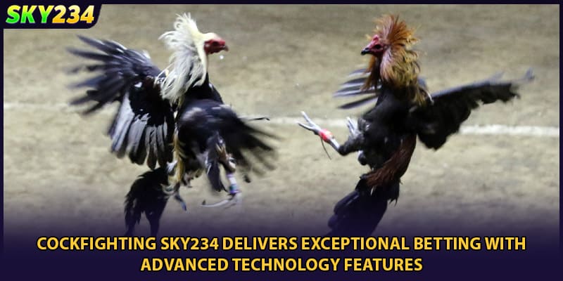 Cockfighting SKY234 delivers exceptional betting with advanced technology features