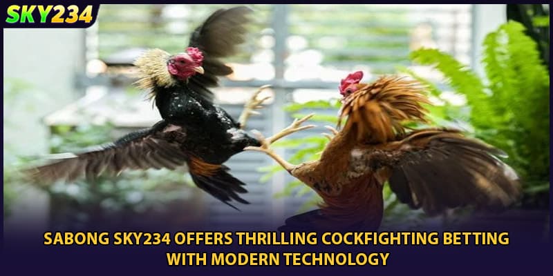 Sabong SKY234 offers thrilling cockfighting betting with modern technology