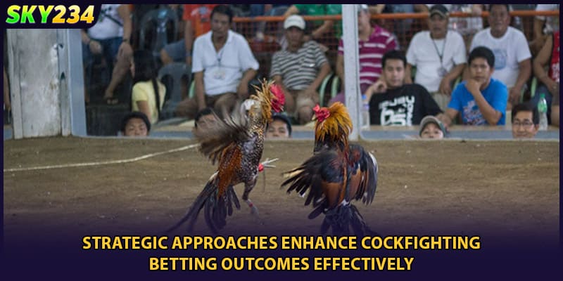 Strategic approaches enhance cockfighting betting outcomes effectively